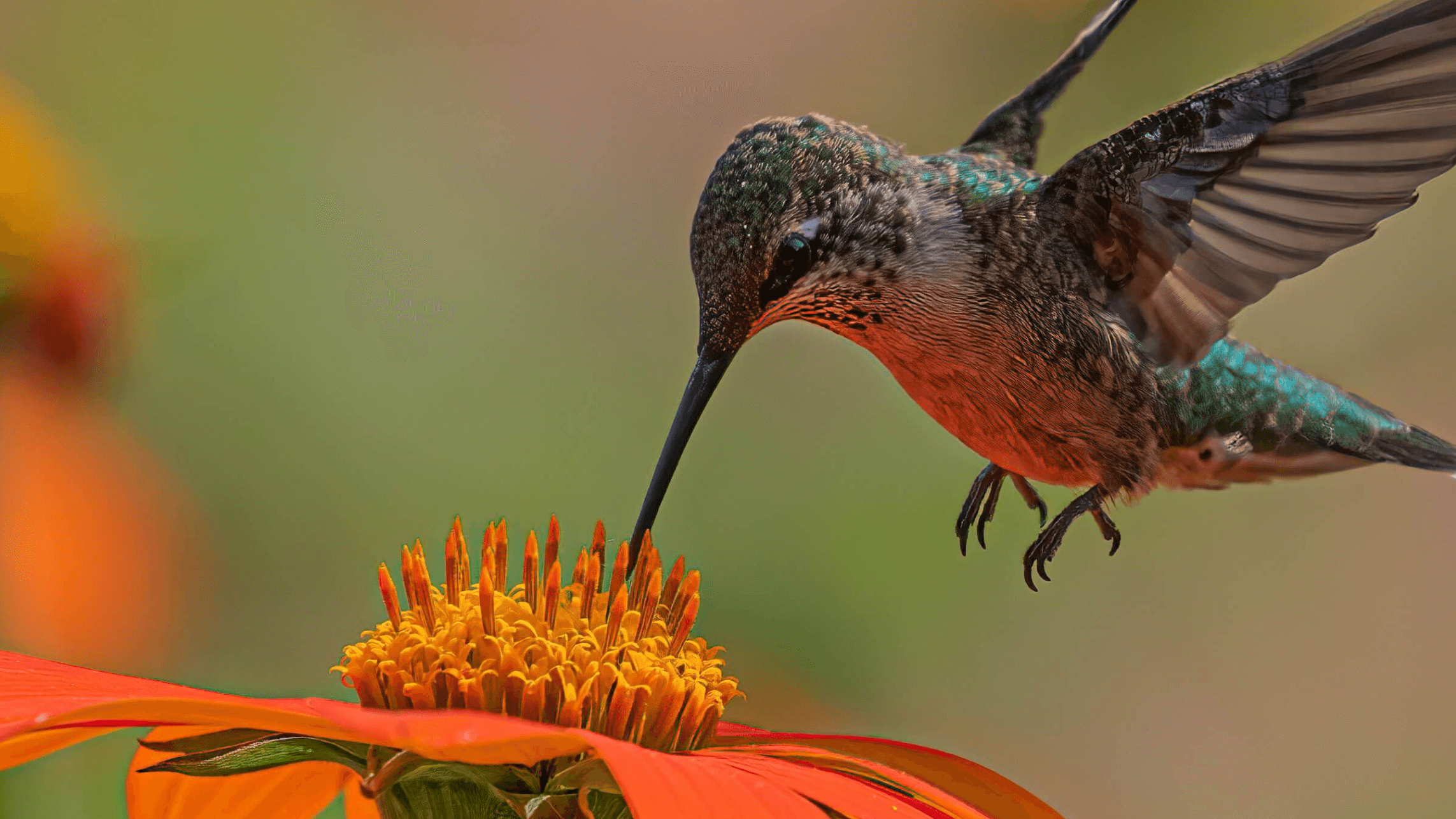 Starling & Hummingbirds Ages 2.8 years to 5+ yrs